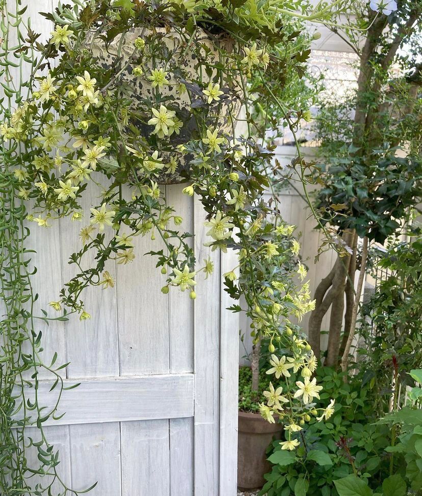 8㎡的狭长小道,也能建漂亮花园,对于阳台党来说非常值得借鉴