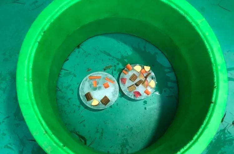 火星 高温天，动物消暑度夏有“凉方”