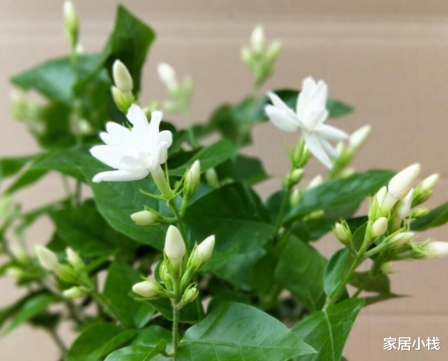 家居小栈|夏夜辗转难眠？不妨借助几样盆栽安睡，健康安全还无毒