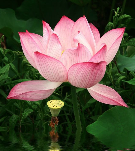 星临天下 11月上旬，吉星照耀，4属相事业步步高升，生活越来越精彩