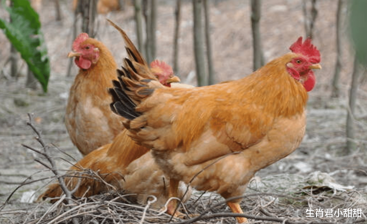生肖|早起的鸟儿有虫吃，输在起跑线上又如何？属鸡人会努力后来者居上
