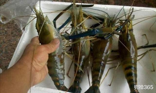 阳东|广东一男子水库夜钓,罕见收获一斤重的“虾王”,网友:外来物种