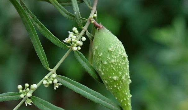 千帆落叶 北方常见的一种植物，全草可入药果子还能吃，南方的你认识吗？