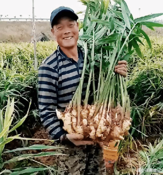 肝癌|它曾是饥荒年代的“救命菜”，浇点水就疯长，如今吃法单一遭人嫌