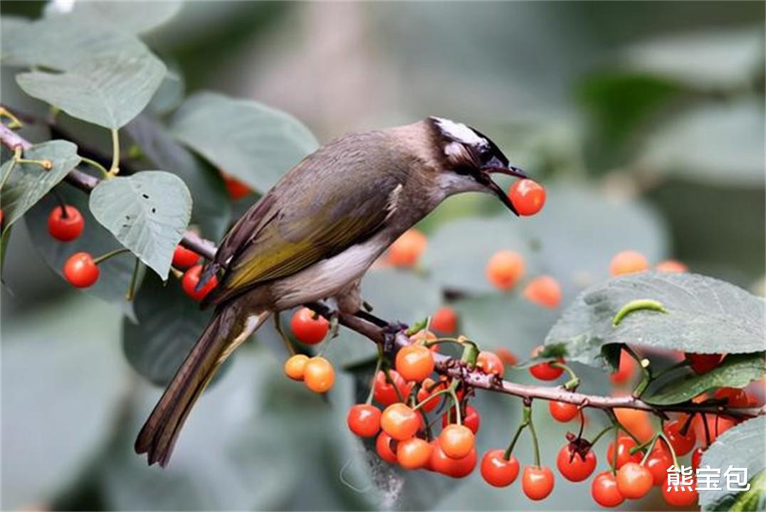 如果进化论正确，为何植物要进化出美味果实，让自己更容易被吃？