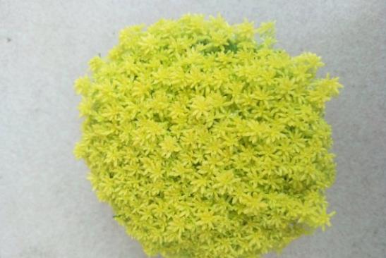 植萌|让黄金草爆盆，只要做好这6点，不用担心不爆盆