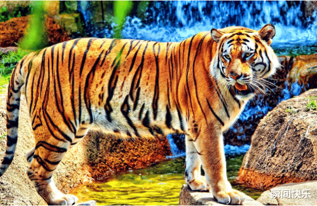 瞬间快乐|生在这几月的属虎人，喜事不断，好运连连，下半年心想事成，财富不缺