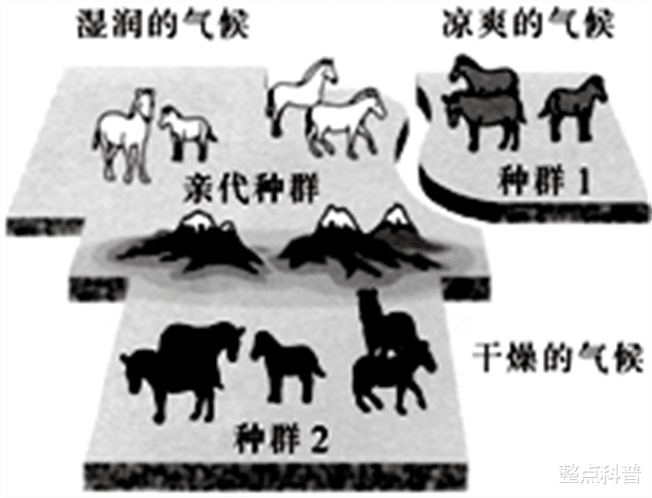 整点科普|黄种人、黑种人和白种人，为什么能自由交配，没有生殖隔离吗？