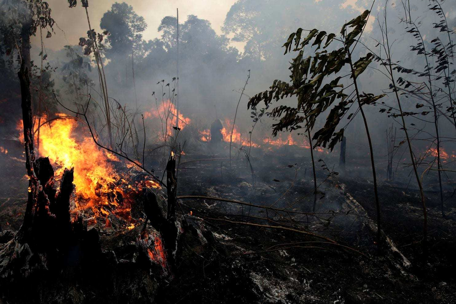 亚马孙热带雨林 ?地球出问题了？新研究：亚马逊雨林或已成为极端高温的罪魁祸首