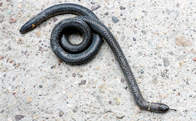 菜菜叶|科普：不是神话，世界上真有双头蛇