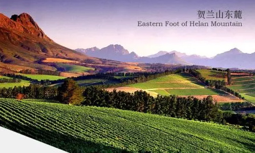 加利福尼亚州|澳大利亚宣称中国人离不开澳洲葡萄酒，张弛：让他们留着当洗脚水