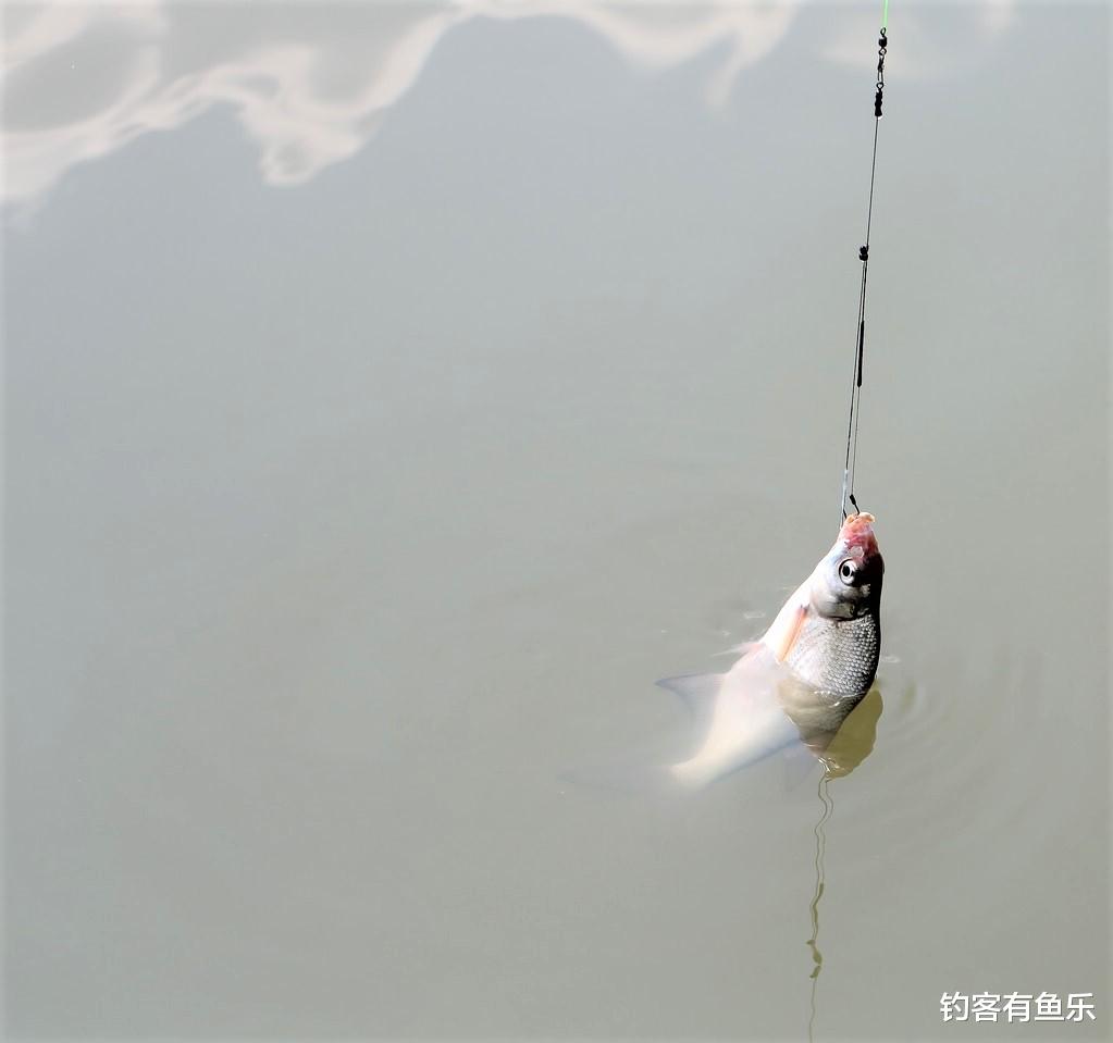 鳊鱼|夏天野钓鳊鱼并不难，掌握5点技巧，不会钓鱼的人也连竿