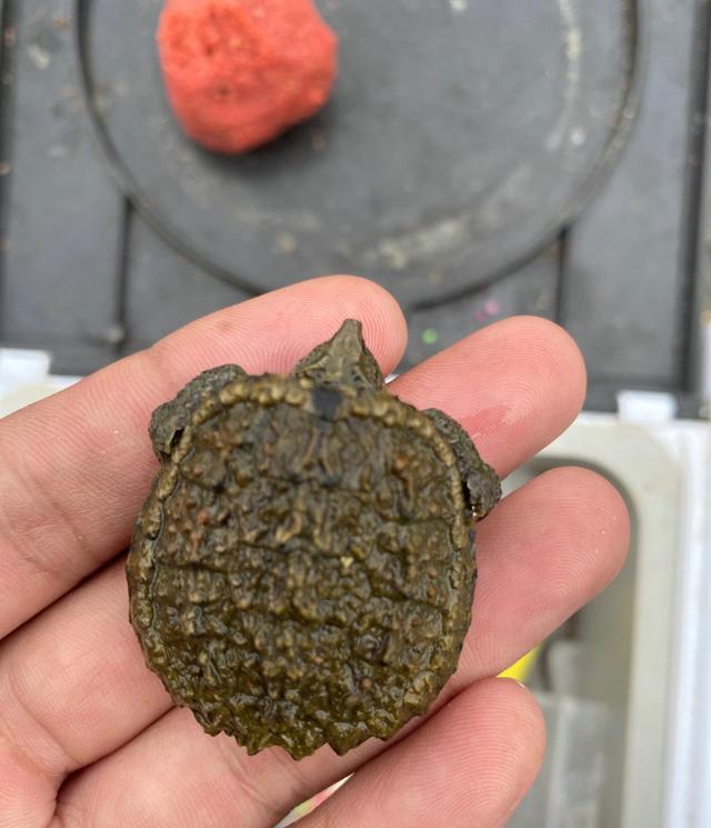 水库|江苏钓鱼人河边发现大龟，追出十几米将其掀翻，网友：吃了它