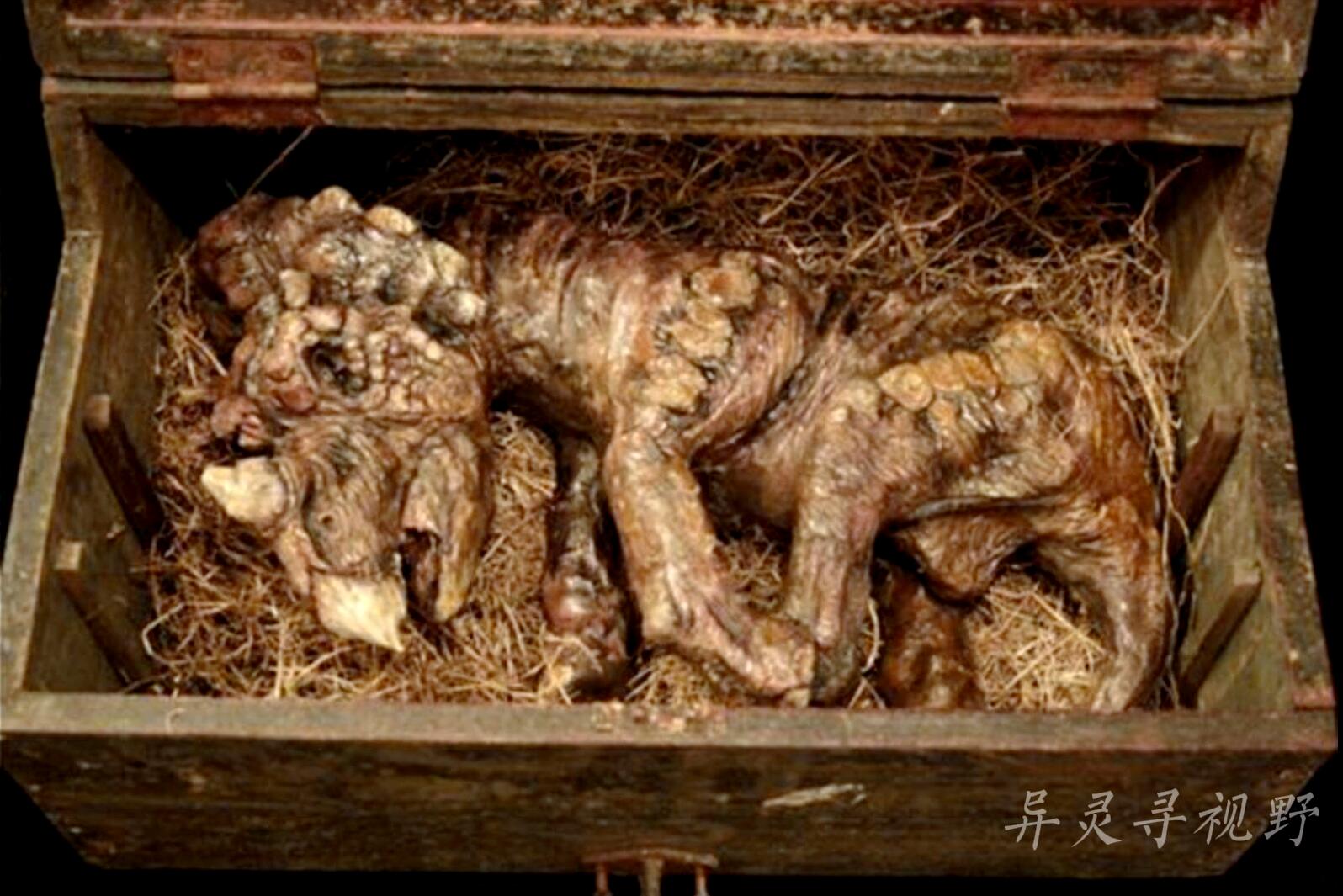 生物学家|梅林博物馆大量神秘玄幻的生物标本和文物，世界上真的有怪兽猎人吗？