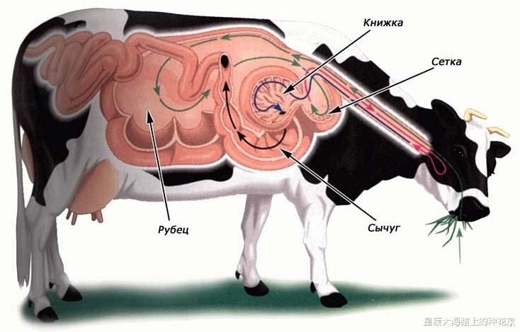 微生物 为什么在牛身上挖个洞，还常常用手去掏？难道它们不会痛吗？