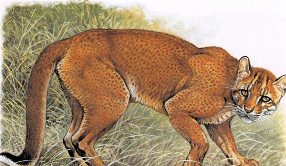 老虎|古代猛兽“彪”是何物？可轻松杀死老虎，现国内还有3000多只