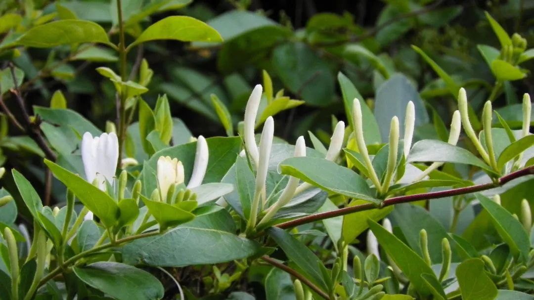 长寿|黄芪养生，与这3个“搭档”搭配，每天喝一杯，呵护肝脏健康