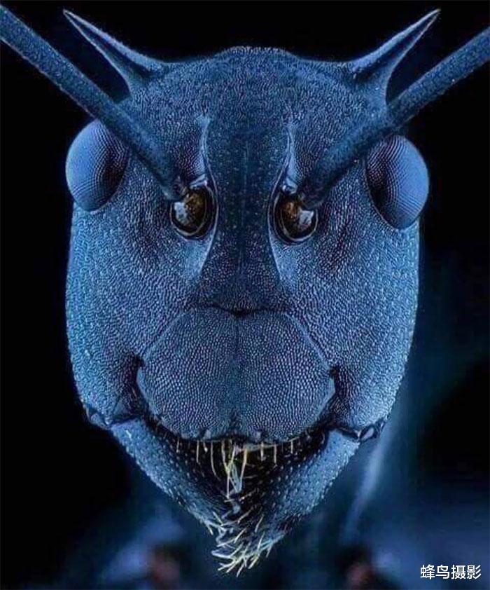 显微镜 30张罕见的照片，运动员的腿好像标本，显微镜下蚂蚁的脸太狡猾