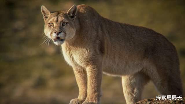 10大猫科动物战力排行榜:第1毫无悬念,老虎只能屈居第2