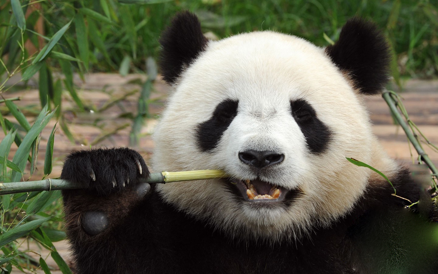 大熊猫 1800多只野生大熊猫！滚滚喜摘“濒危”帽子，但国宝依旧是国宝