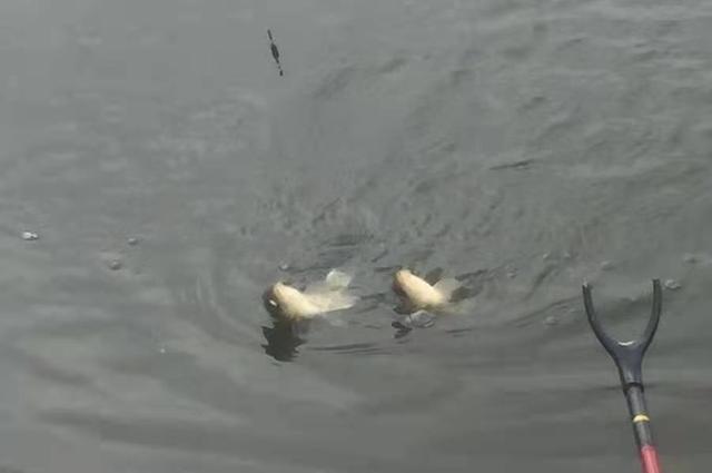 饵料|子线缠绕好烦恼，20年老钓鱼手想出这“馊主意”，特管用