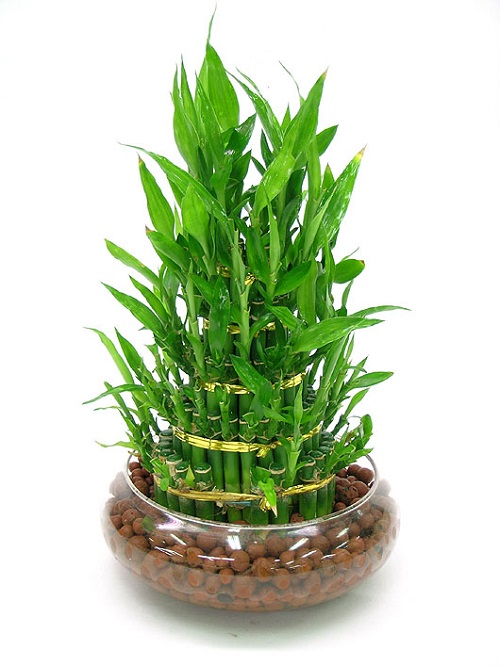 |客厅植物摆放小常识！