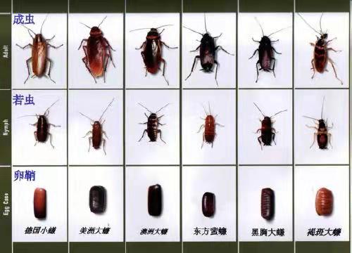 北京市|这个消灭蟑螂的方法太狠了