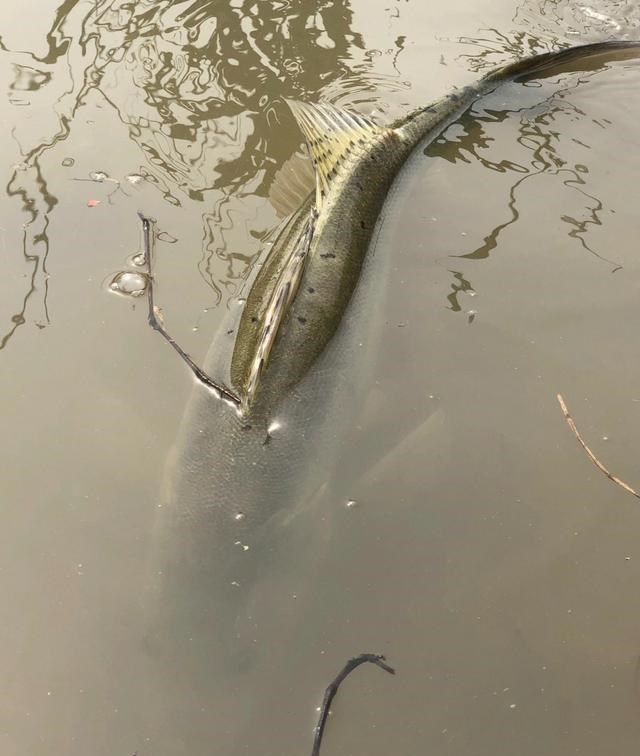 农业农村部|浙江钓友小河里钓获少见的大鲈鱼，因是繁殖期，随后放生
