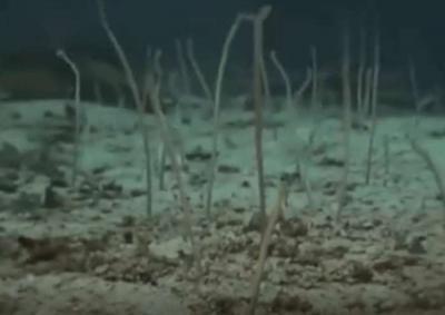 |男子河边钓鱼时发现水底有黑色丝带, 太好奇潜到水底细看后扭头就走