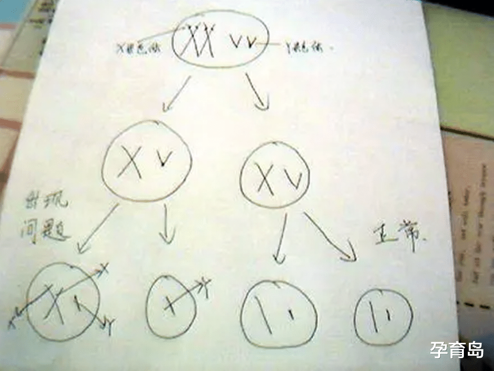 孕育岛|孩子是男是女,跟爸爸妈妈的智商有关?高智商的妈妈更容易生男孩