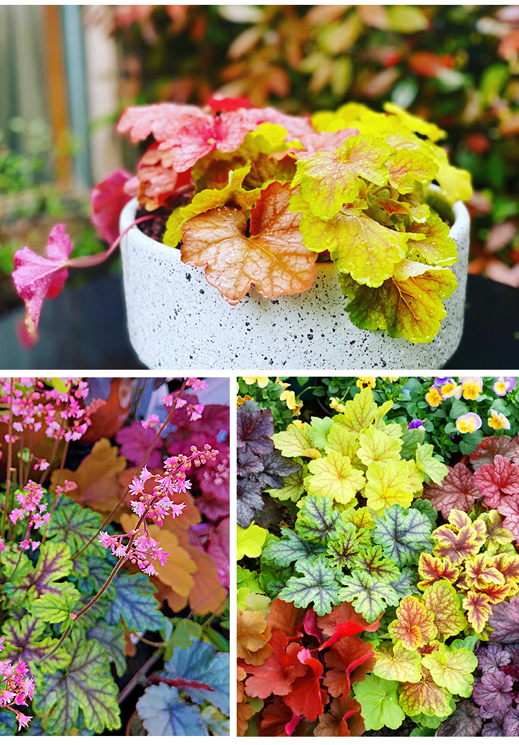 老年小妙招|迷人的露台花园设计，学会这6个造园小窍门，回家自己建一个