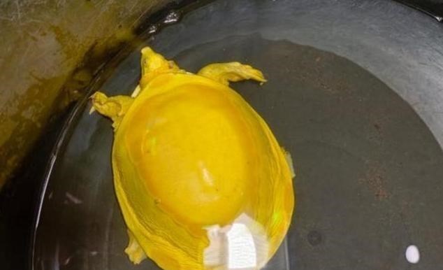 地球上已经灭绝50万年的生物,再度“复活”?给人类预示着什么?