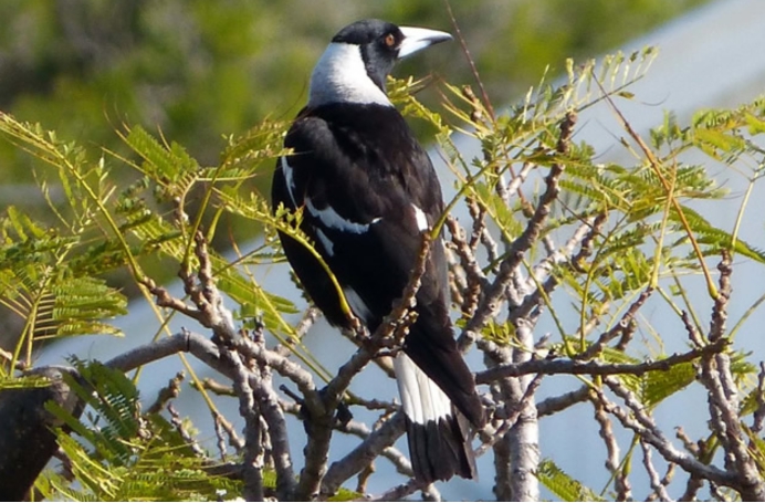 新型冠状肺炎 气候异常让动物开始攻击人类？澳洲女婴因喜鹊袭击死亡，太痛心了