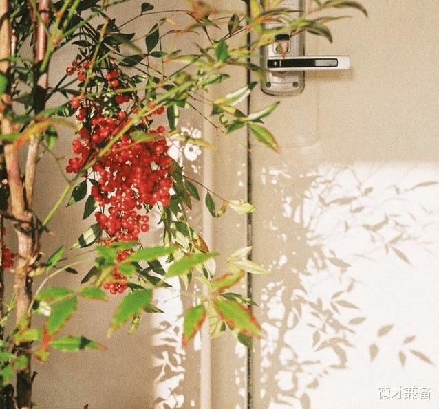 德才兼备|日本90后女主，入住5年，家中依然保持得干净整洁，一个人的幸福