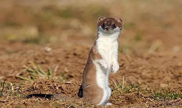 水逆晋升功臣|中国民间故事《黄鼠狼讨封，千万要小心回应！