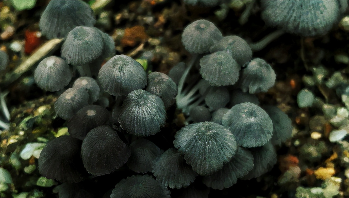 白蚁 长在白蚁窝里的菌类，价格超过黄金，为什么挖到的人就是不肯卖？