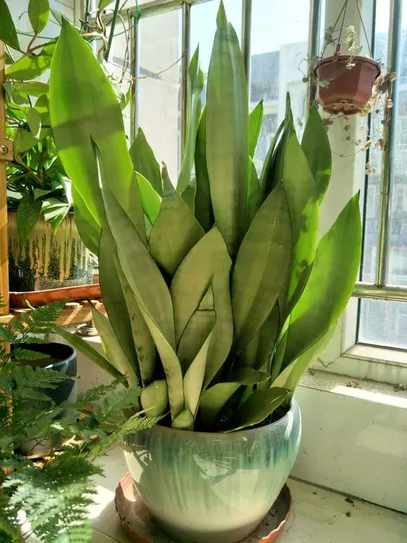 卧室不要乱养花,4种“催眠花”,净化夜间空气,一觉睡到大天亮