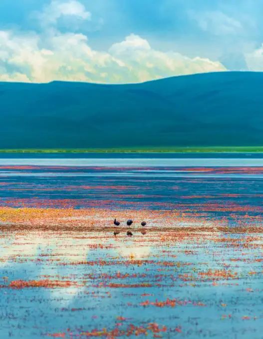 甘南 甘南 是我平生未见如此绮丽的景色