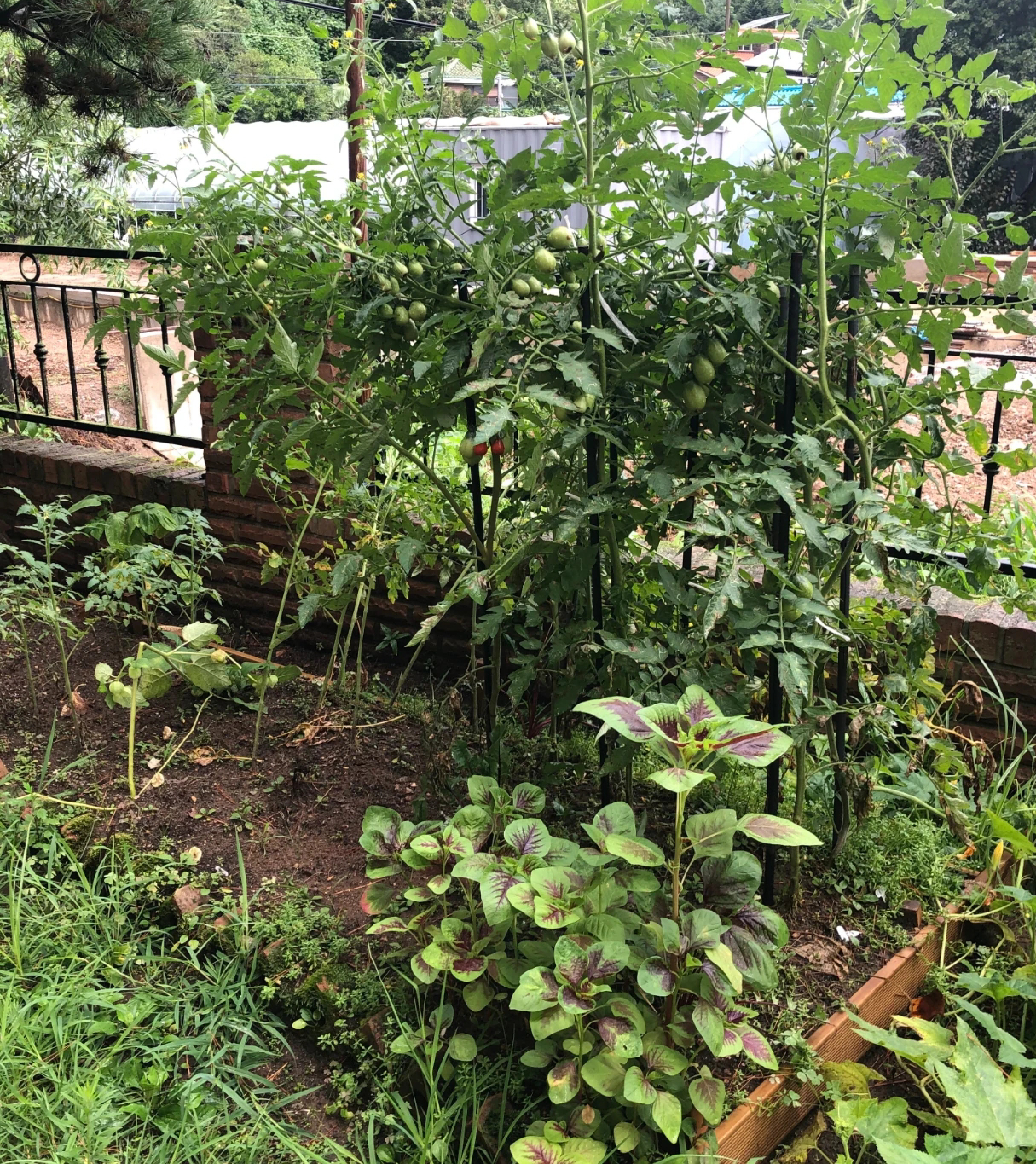 汤唯|汤唯自曝婚后乡下生活，和老公一口气吃八根黄瓜，还自己种菜拔草