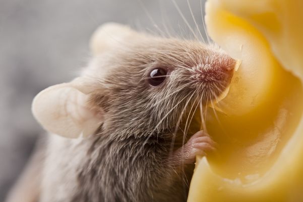 余绿一斗 属鼠人:有贵人来圆你21年心愿,看看他是谁吧!