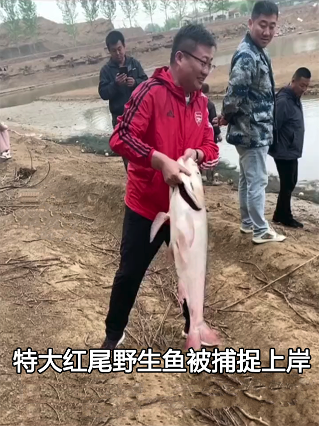 聊通社 山东聊城，小河沟捕获特大野生鱼，一看鱼尾颜色，网友：赶紧放生