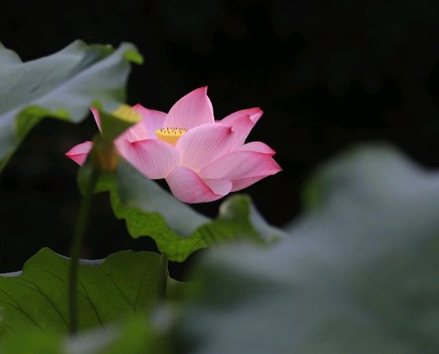 双子座|这两个星座的爱情，虽然缺乏浪漫，却能修成正果