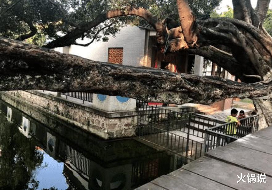 广东省 “桥就是树，树就是桥”：广东一座树长成的桥，构造奇特已300岁