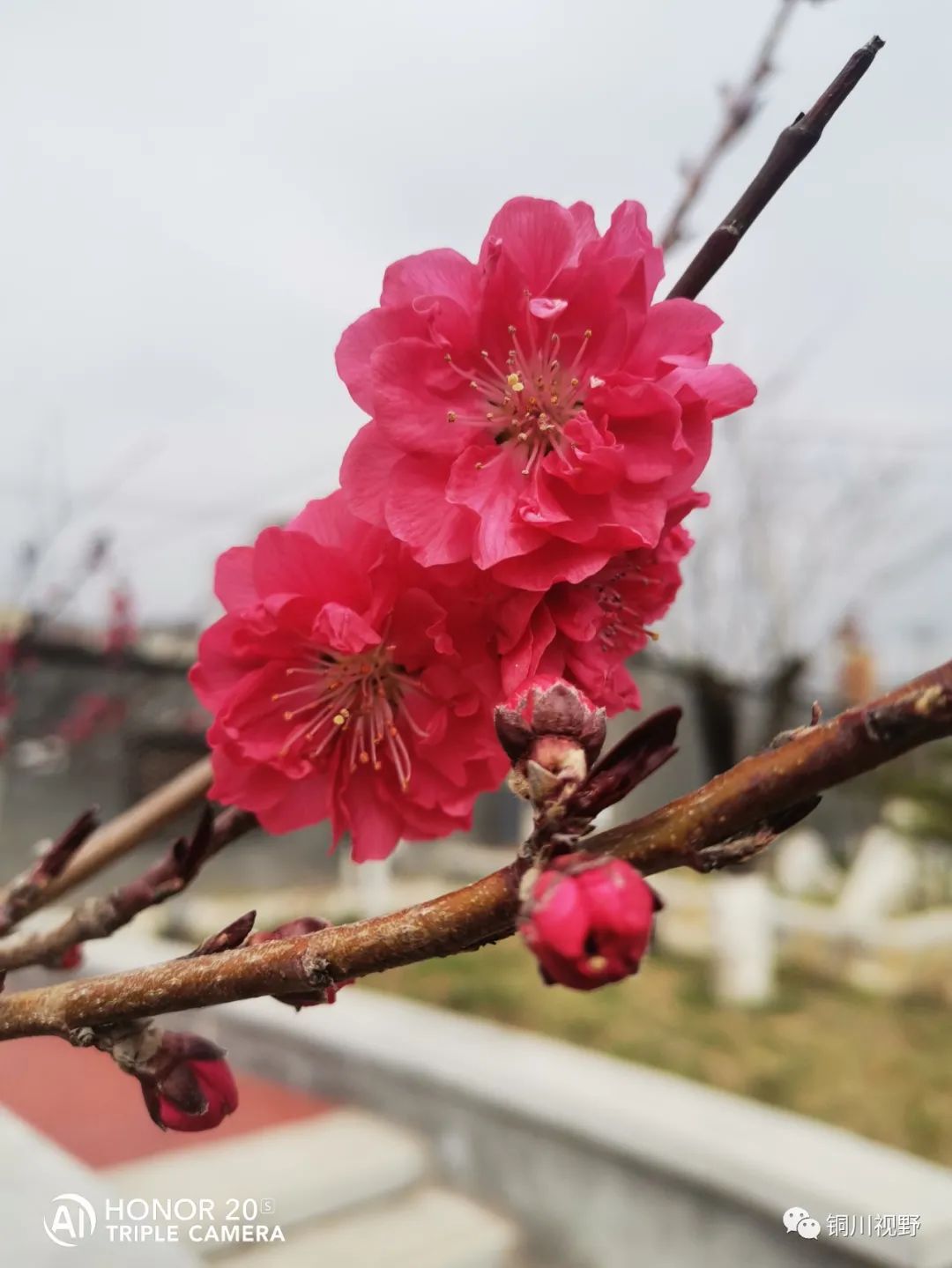 铜川周春辉 清明时节大美王家河的湿地公园