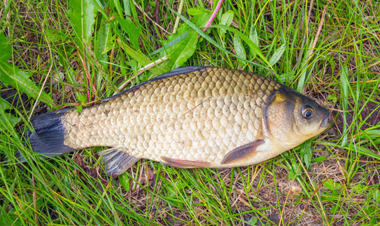 饵料|冬钓高手分享的钓鱼“秘技”，还不学起来，鱼获蹭蹭上涨