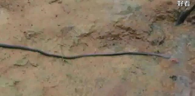 玉米|重庆发生一起事件，位置在重庆：竟发现了一条巨型蚯蚓！