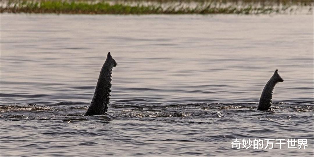 奇妙的万千世界|大象不能用鼻子直接喝水,象宝宝更是懵懂无知,所以只好跪在水边