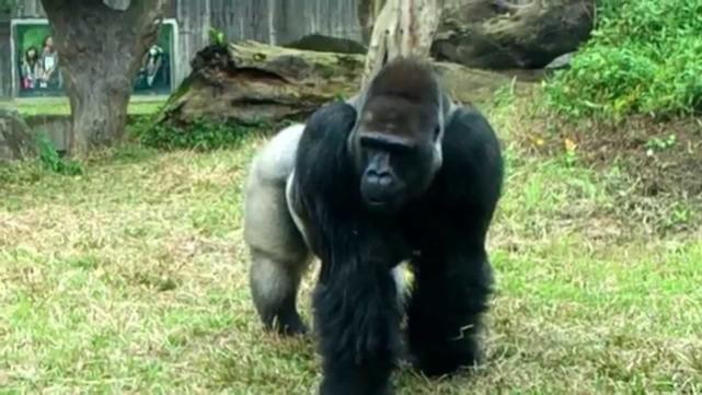  陆地单挑最强生物