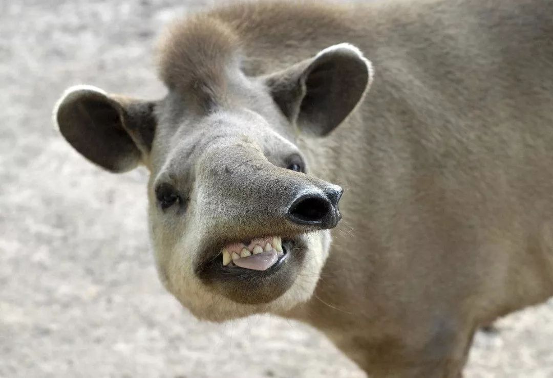 脑机接口 四不像动物，长的像猪但不猪、长的像象但不是象、长得像犀牛没角