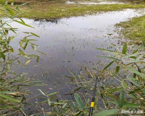 饵料|春季作钓的两大细节,让你上鱼更多,老钓友的经验分享